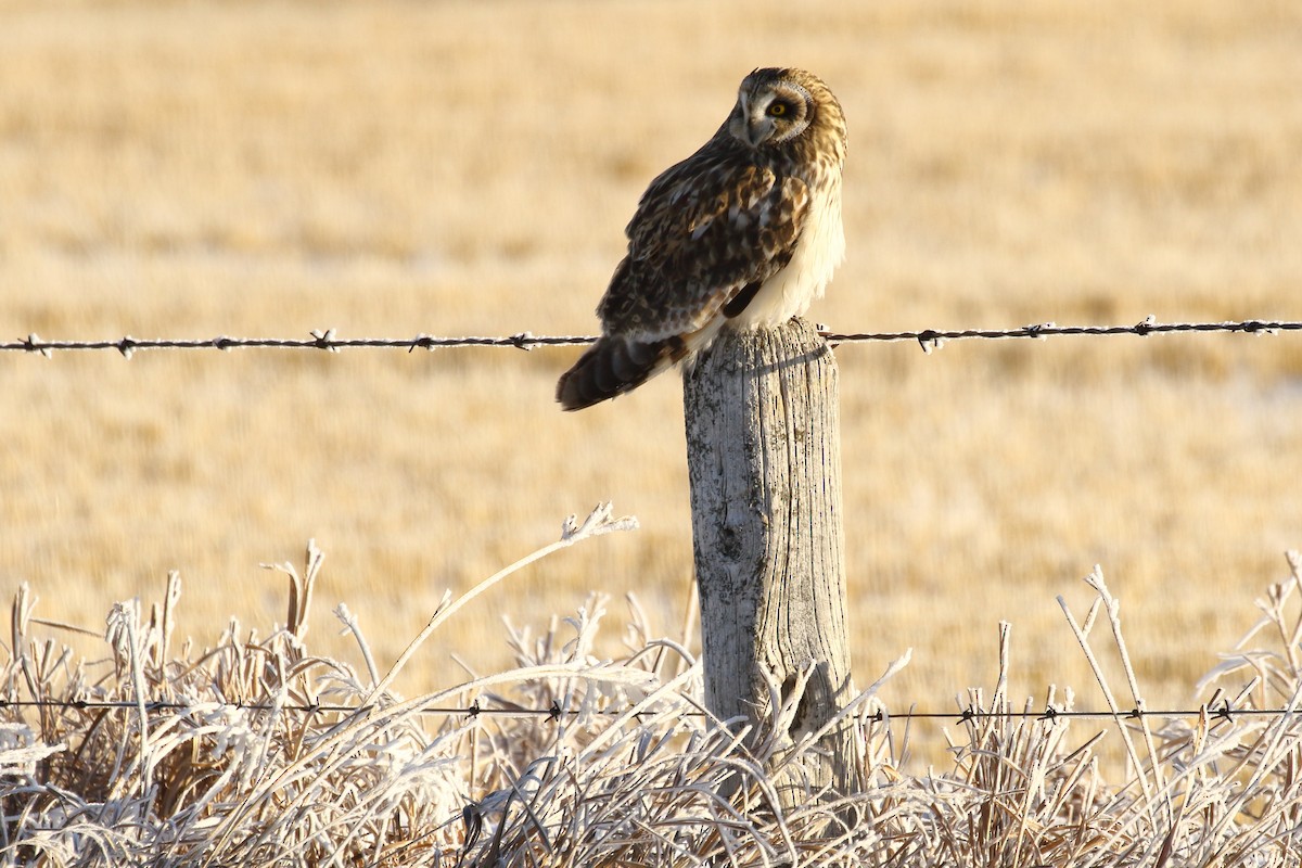Short-eared Owl - ML646458389