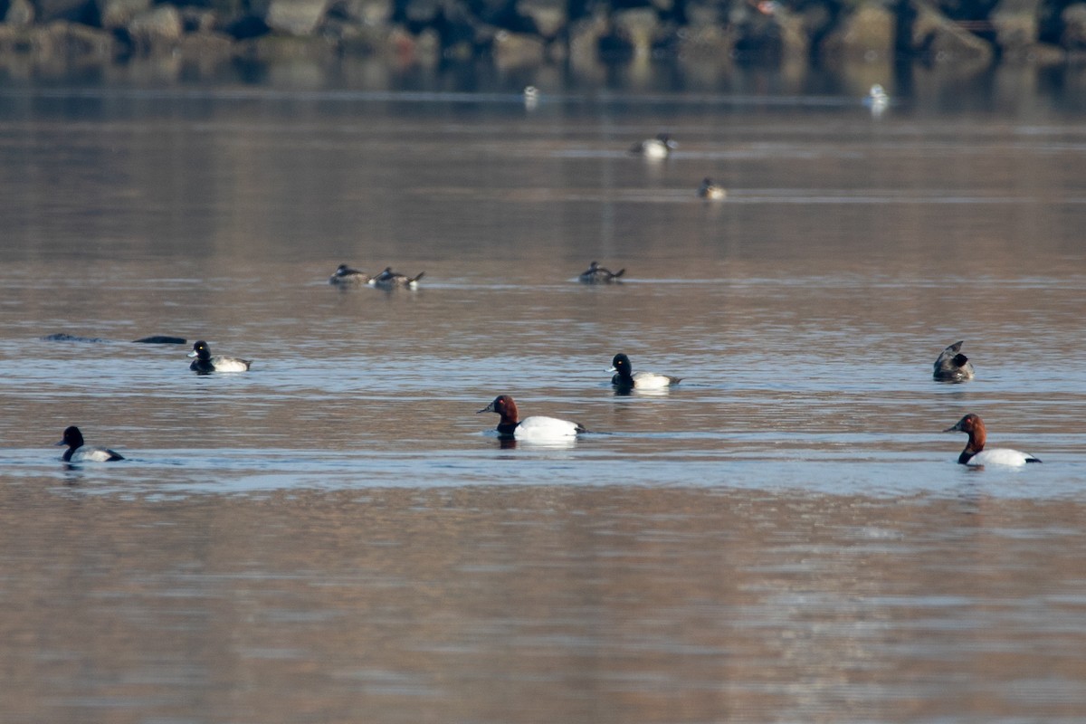 Canvasback - ML646458390