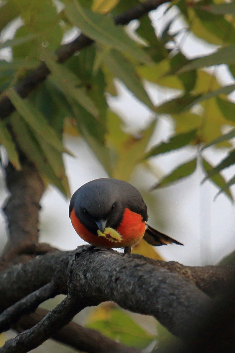 Small Minivet - ML646458391