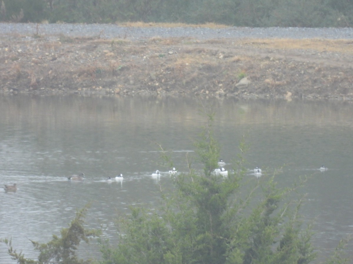 American Wigeon - ML646458392