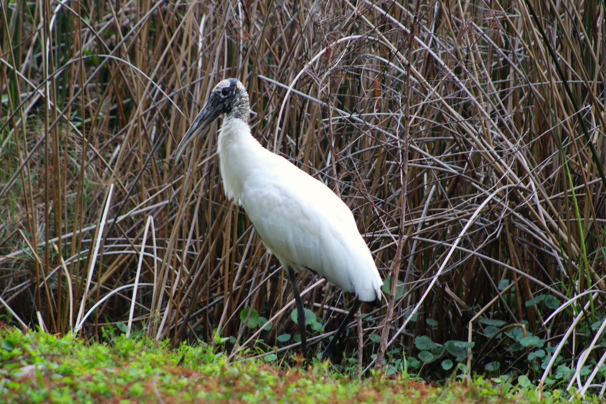 Wood Stork - ML646458393