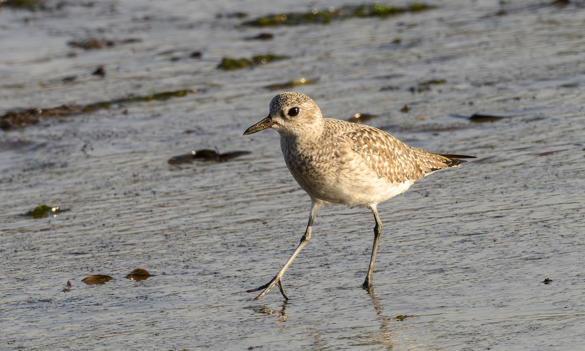 Black-bellied Plover - ML646458397