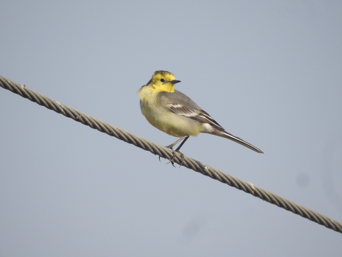 Citrine Wagtail - ML646458398