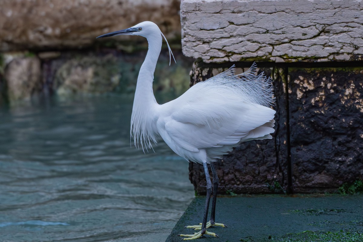 Little Egret - ML646458399
