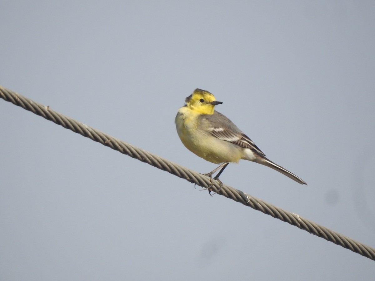 Citrine Wagtail - ML646458400