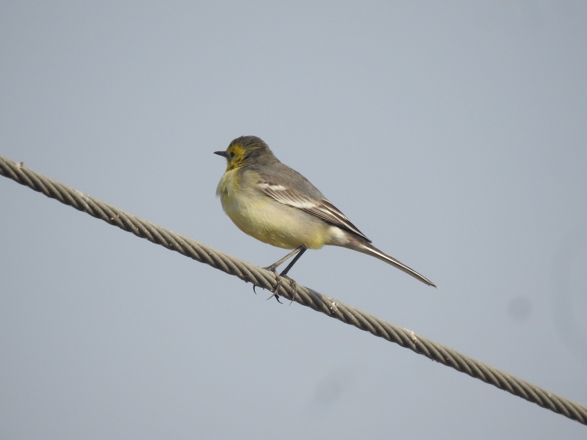 Citrine Wagtail - ML646458401