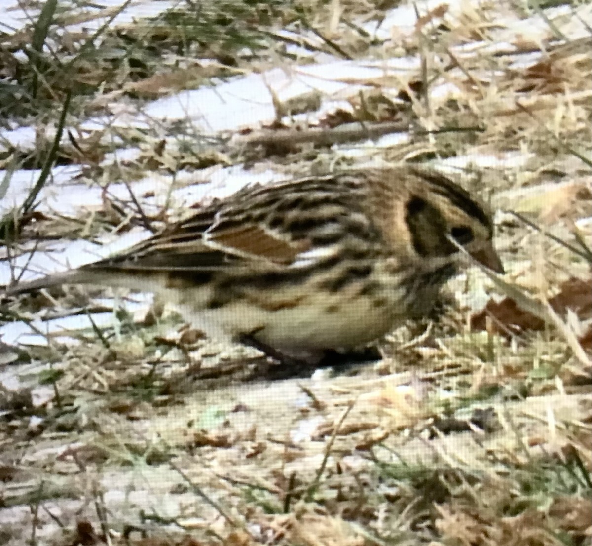 ツメナガホオジロ - ML646458402