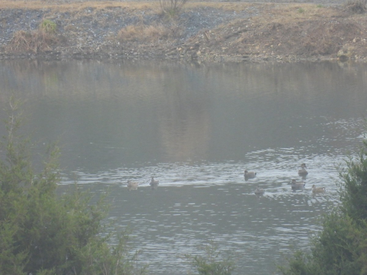 Gadwall - ML646458403