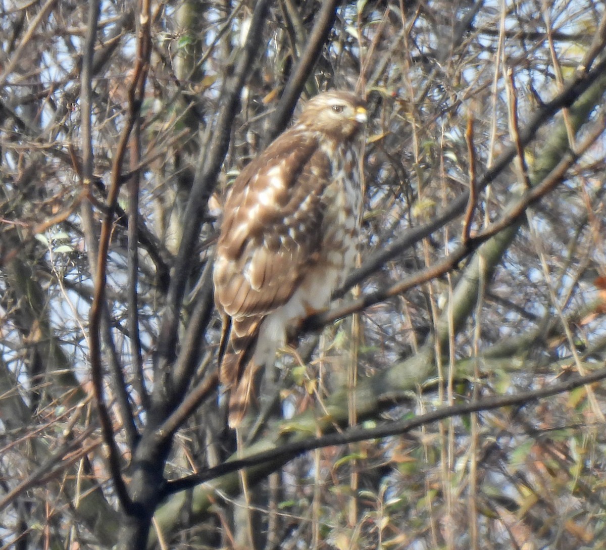 カタアカノスリ - ML646458406