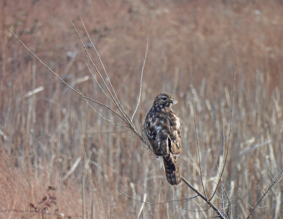 カタアカノスリ - ML646458407