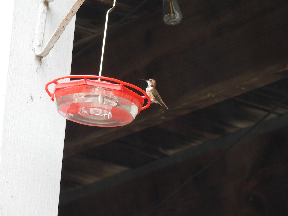 Rufous Hummingbird - ML646458408