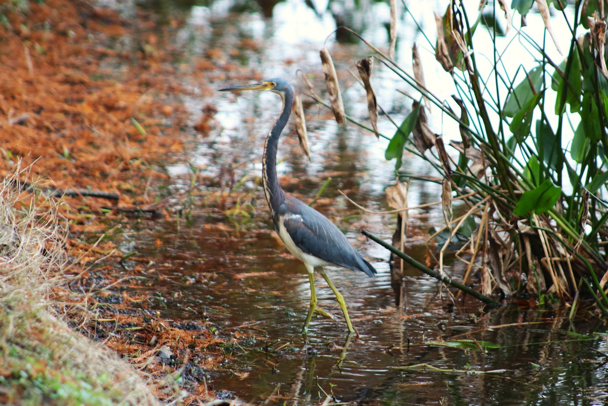 Tricolored Heron - ML646458410