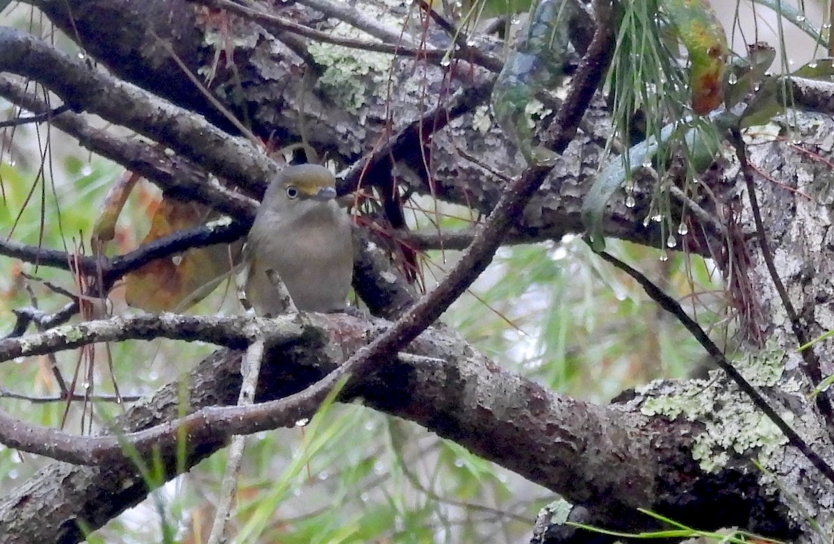 メジロモズモドキ - ML646458411