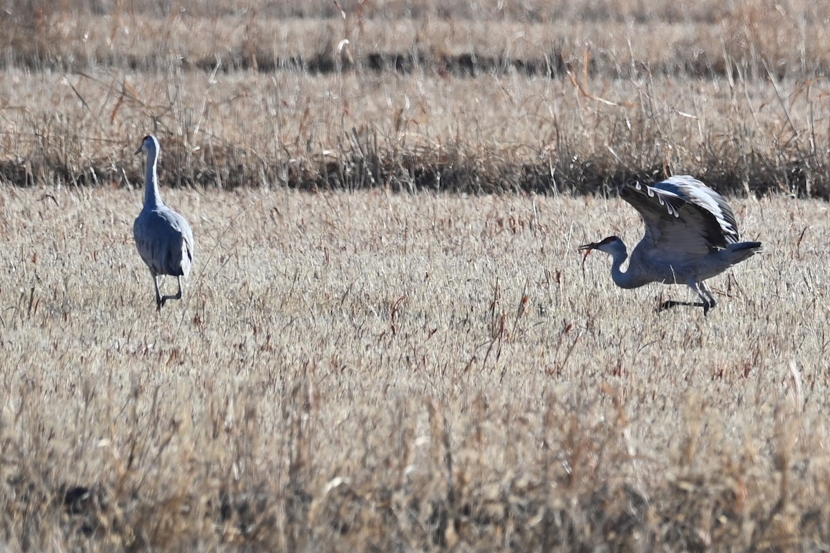 Sandhill Crane - ML646458413