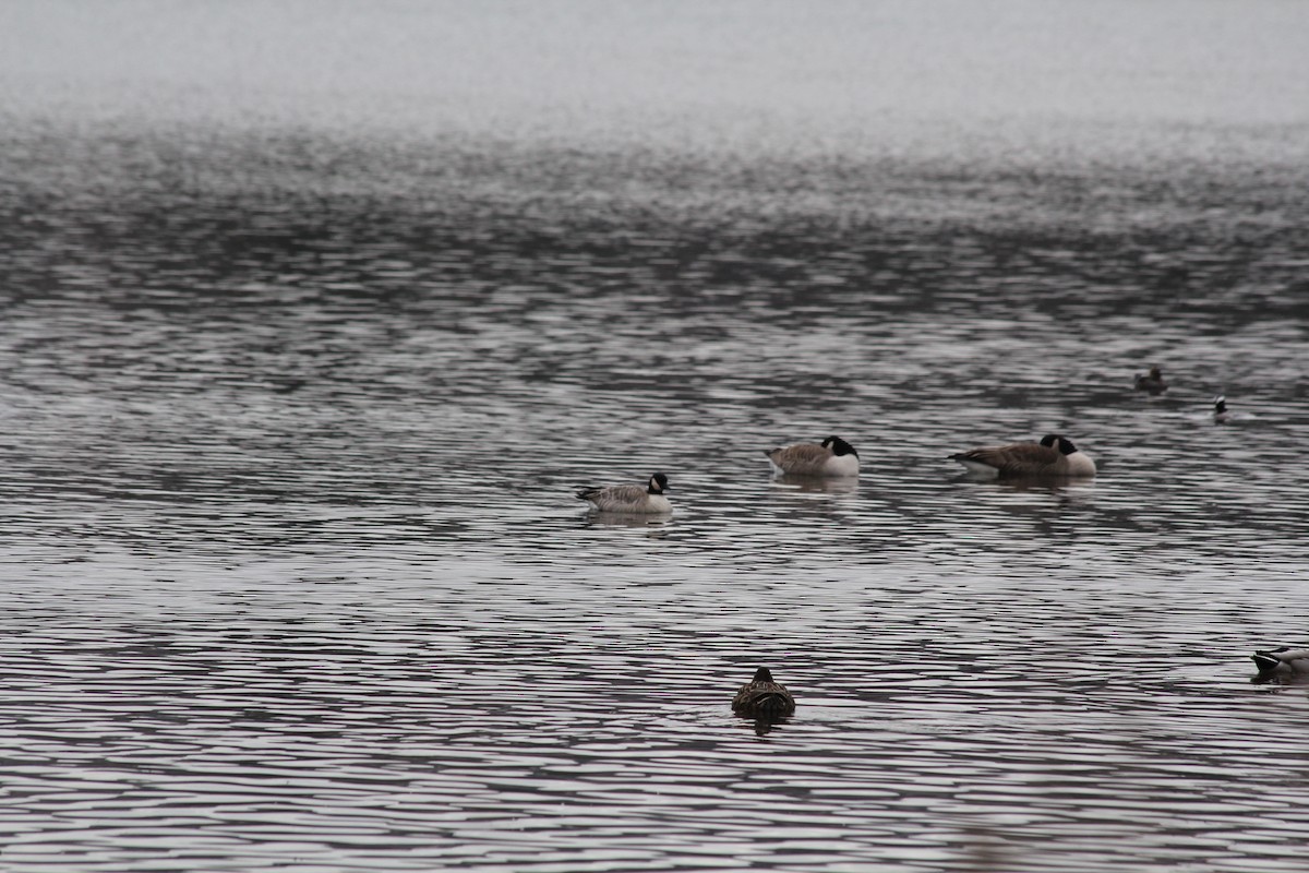 Cackling Goose - ML646458416