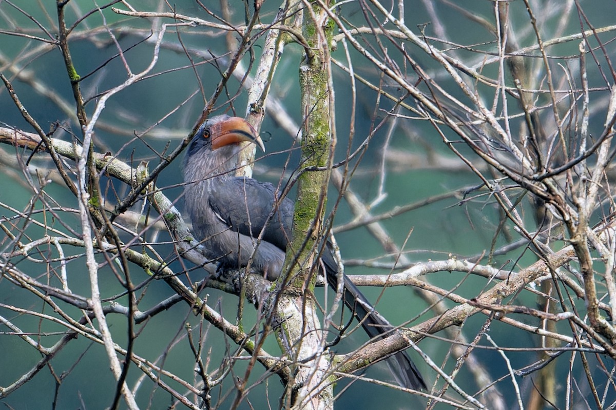 Malabar Gray Hornbill - ML646458422