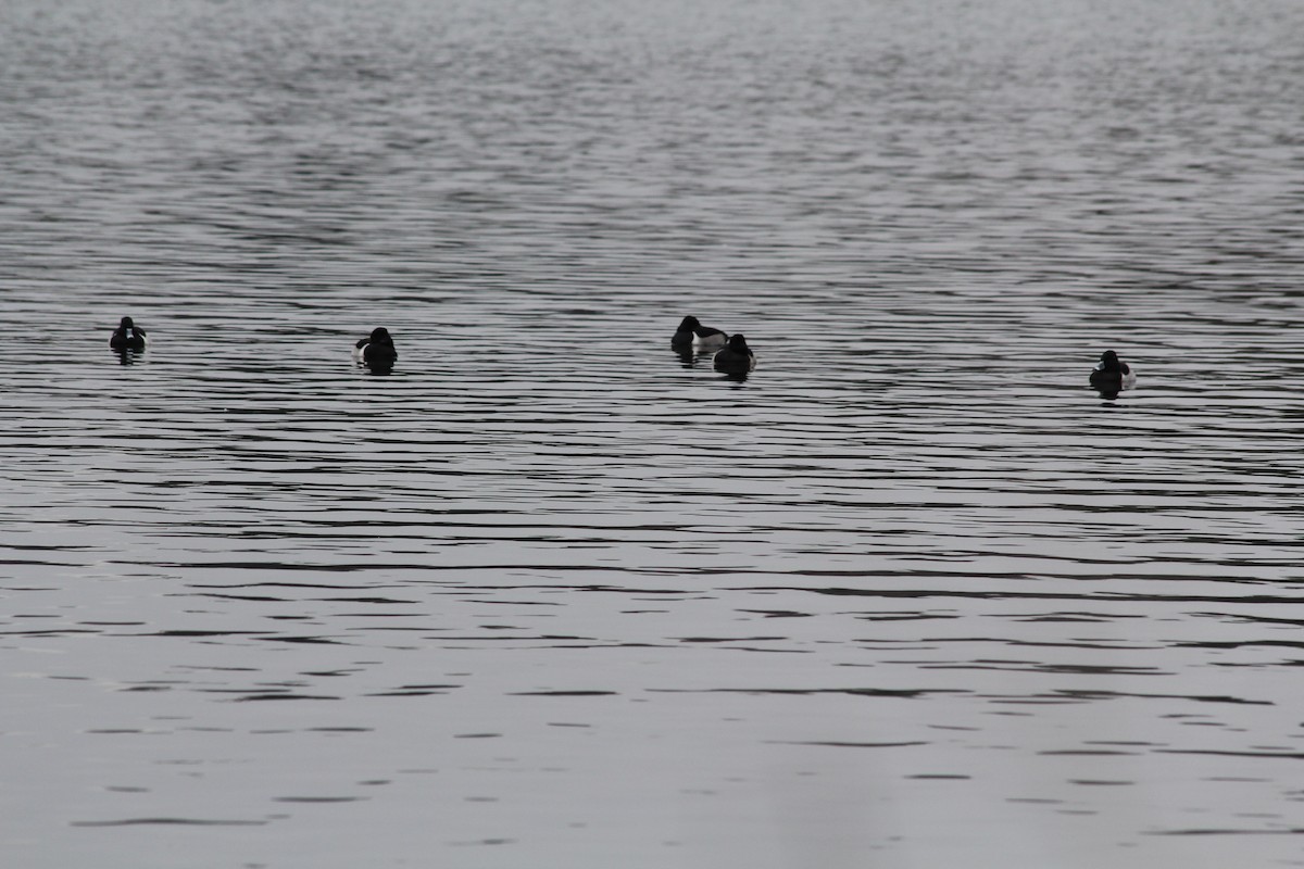 Ring-necked Duck - ML646458426