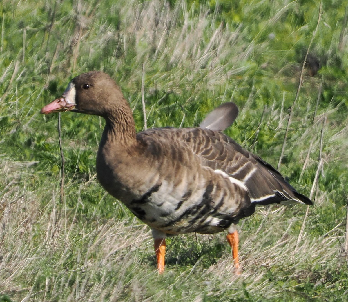 Oca lombardella - ML646458431