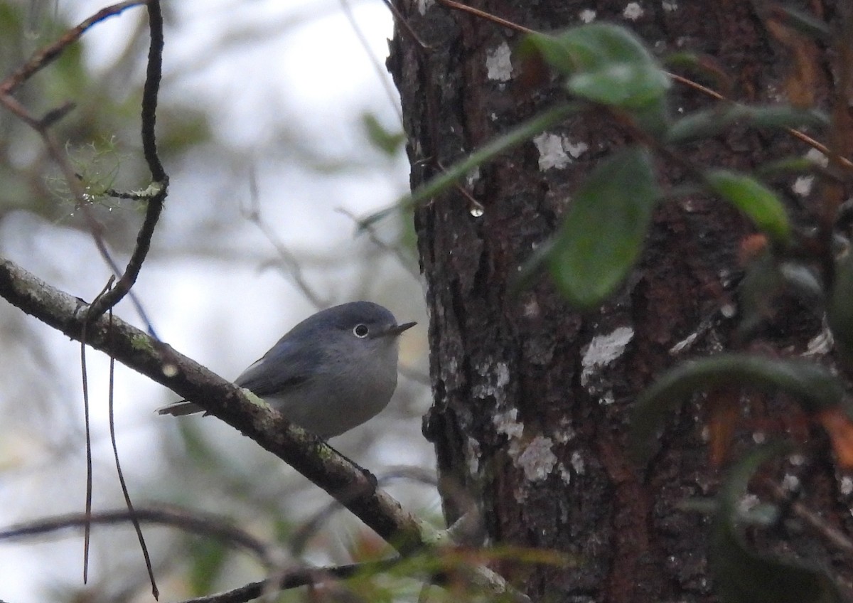 Blue-gray Gnatcatcher - ML646458432