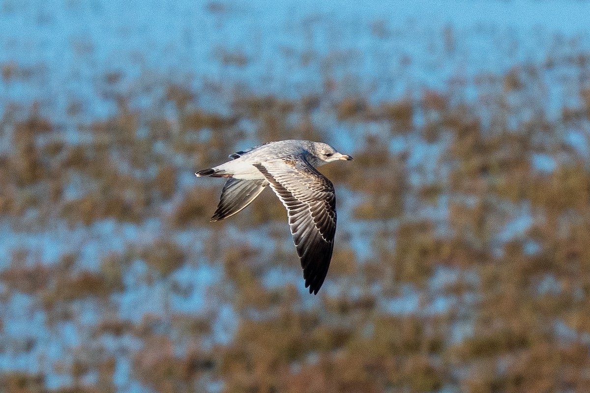 Kaliforniya Martısı - ML646458433