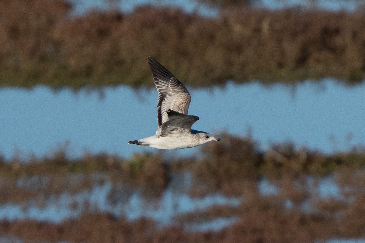 Kaliforniya Martısı - ML646458434