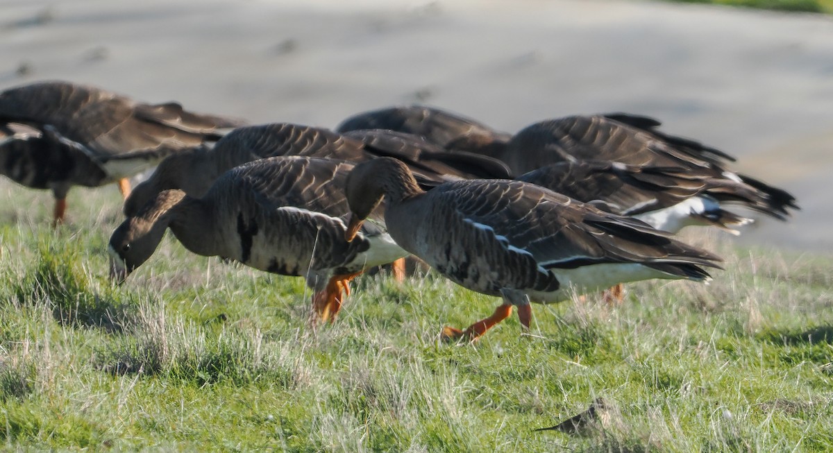 Oca lombardella - ML646458437