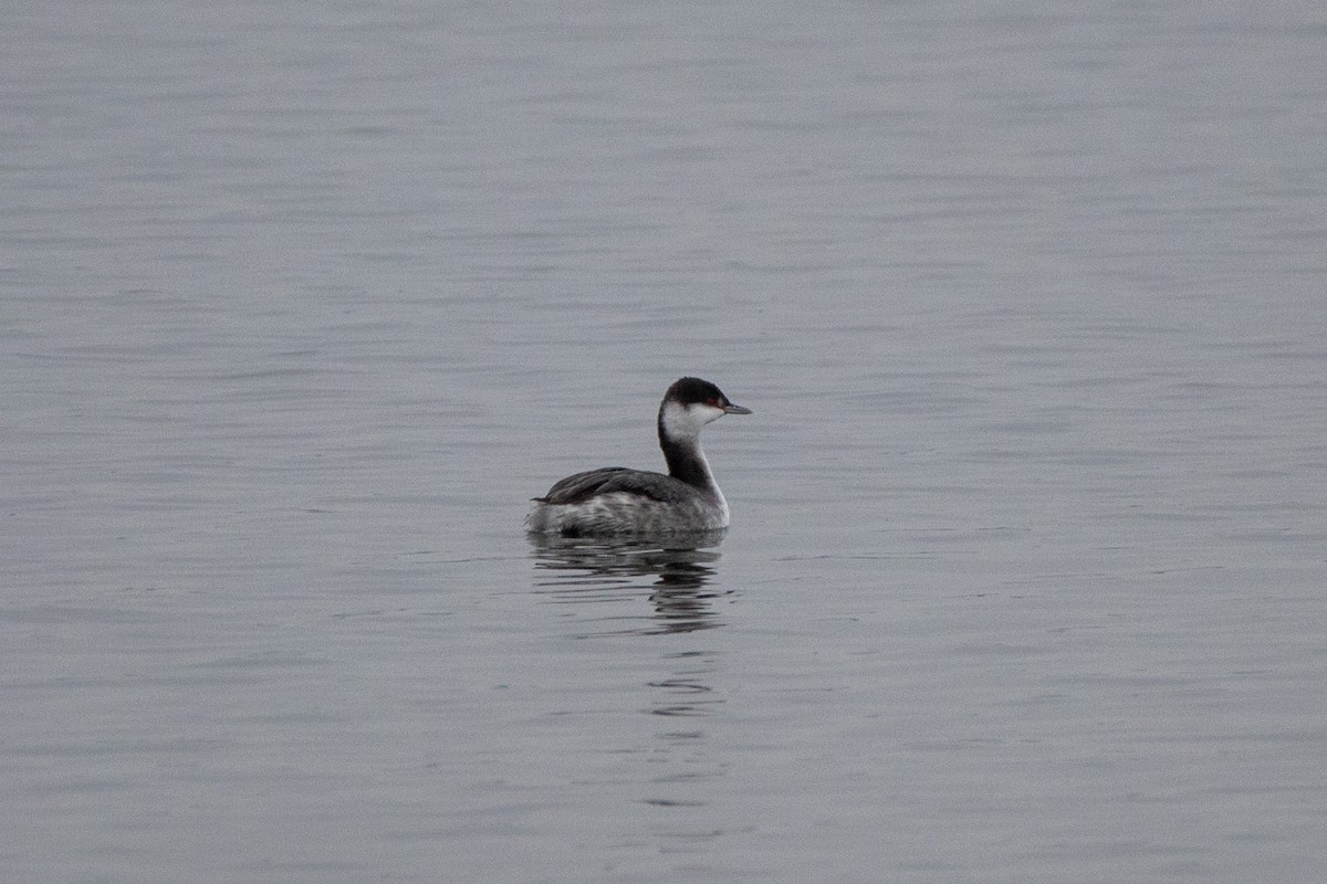 Horned Grebe - ML646458439