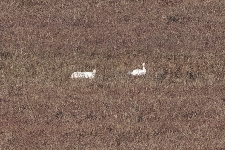 Oca delle nevi - ML646458441