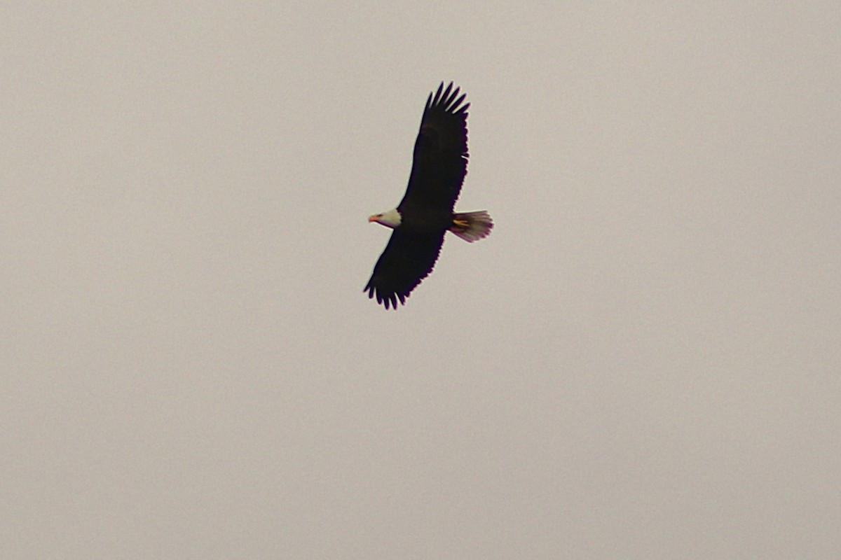 Bald Eagle - ML646458443