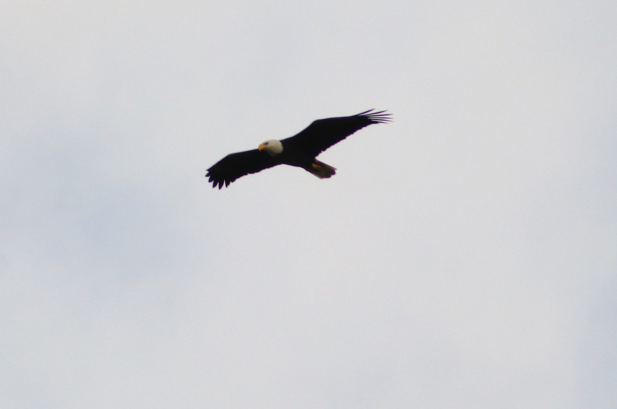 Bald Eagle - ML646458444