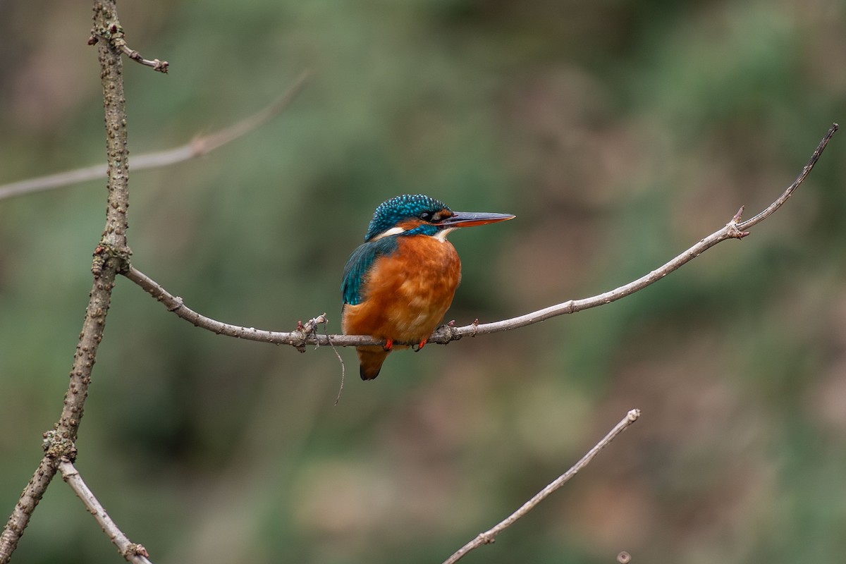 Common Kingfisher - ML646458447