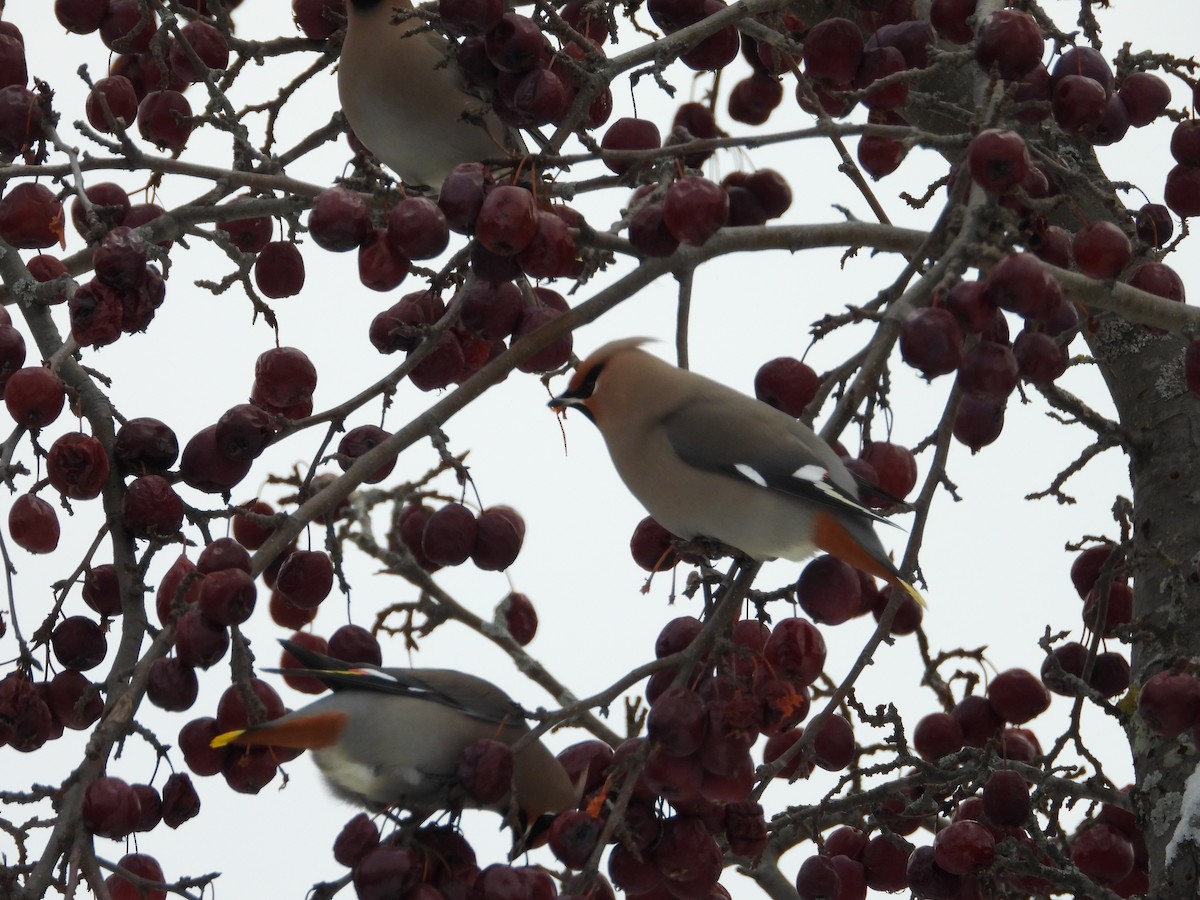 Bohemian Waxwing - ML646458452