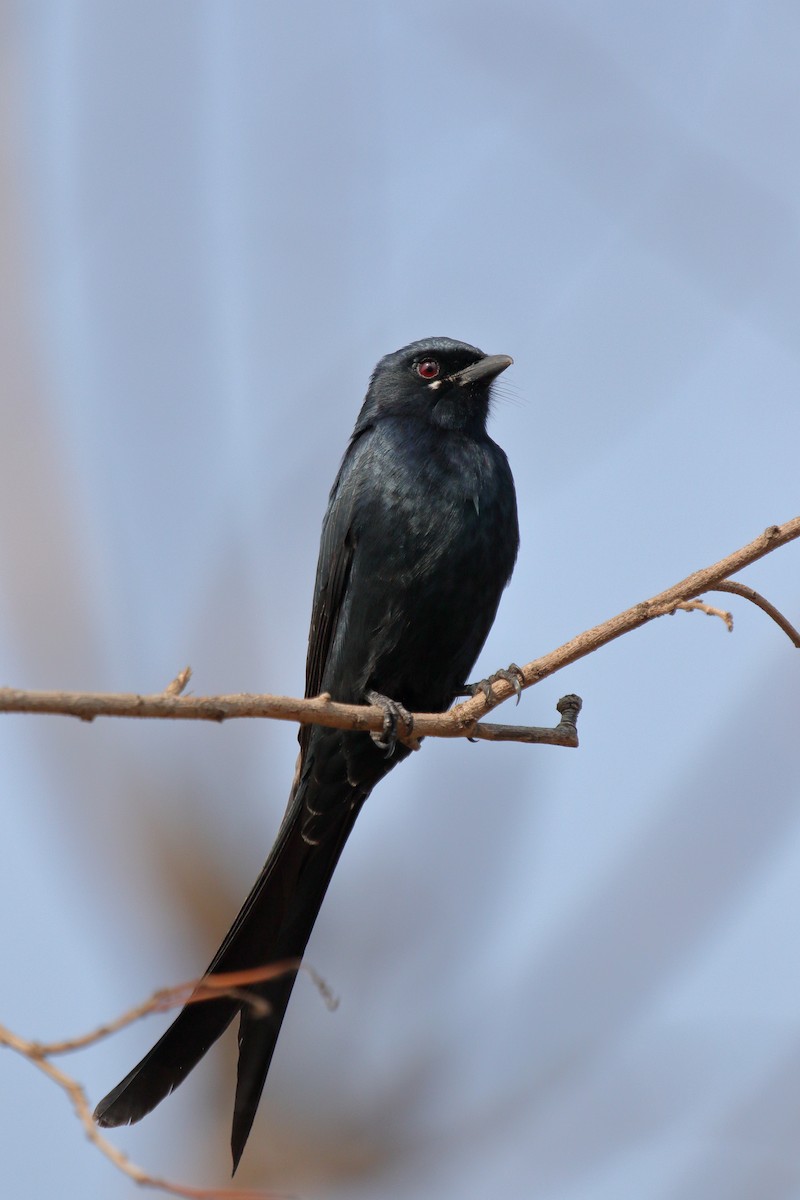 Хар доронго - ML646458453