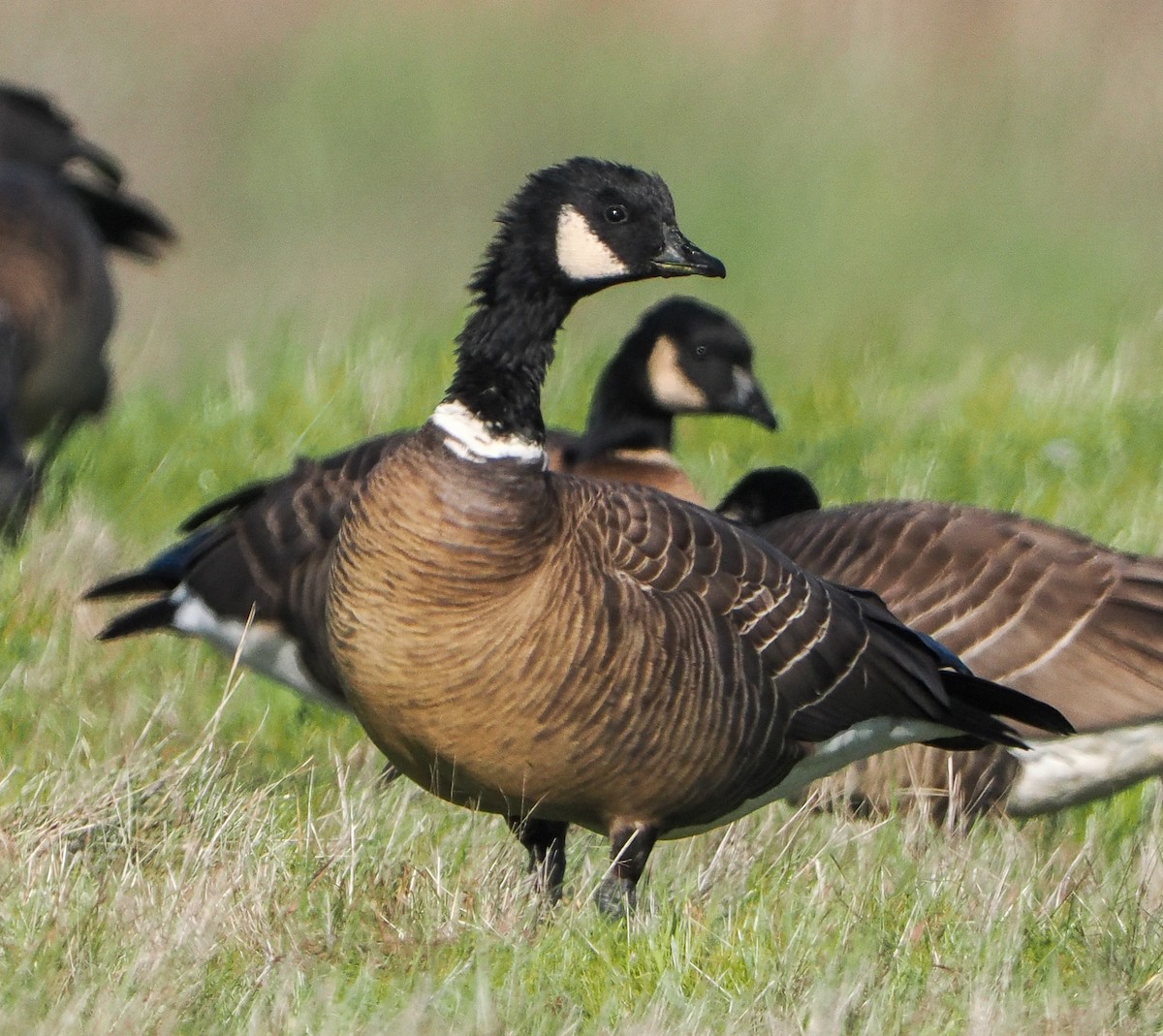 Cackling Goose - ML646458455