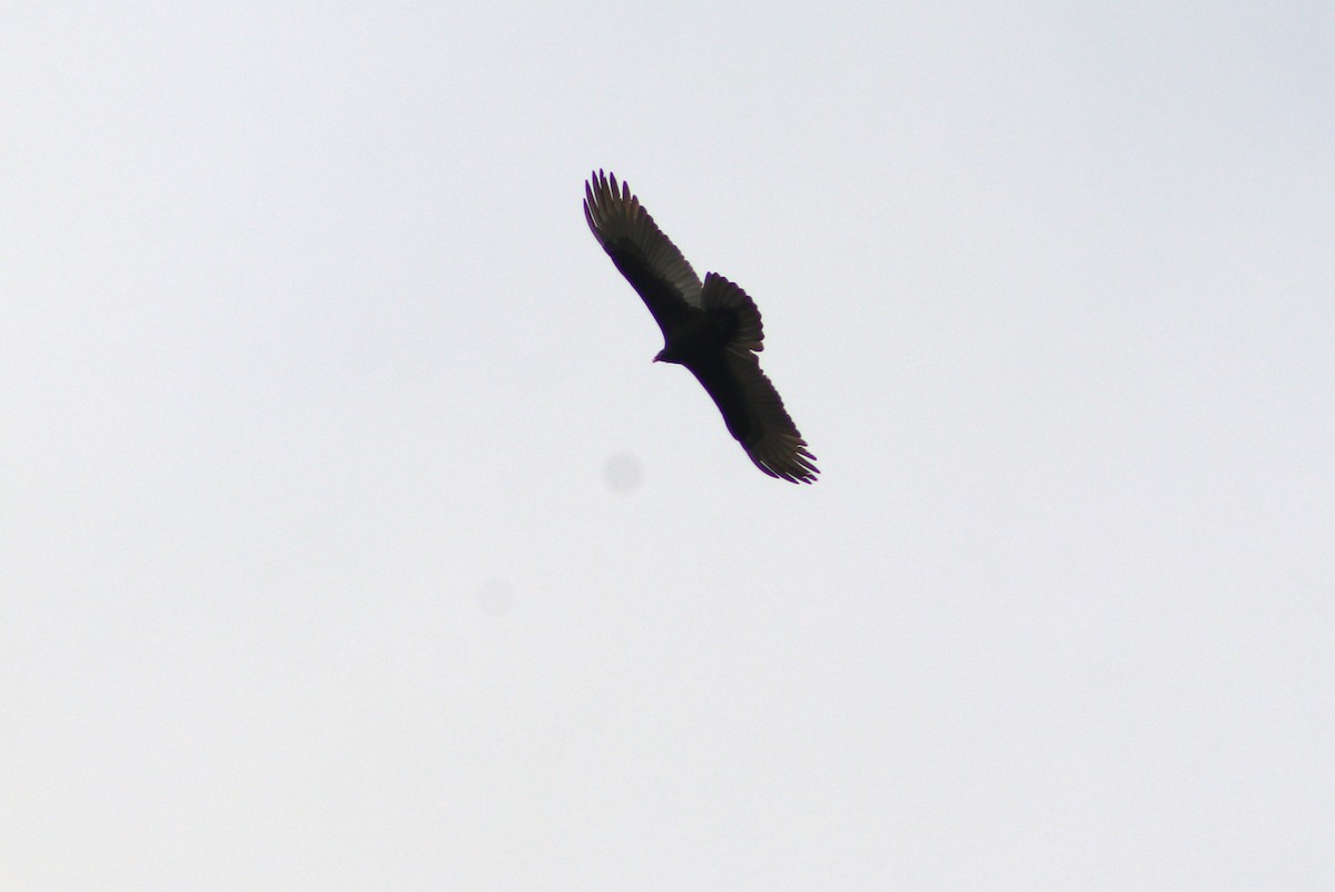 Turkey Vulture - ML646458458