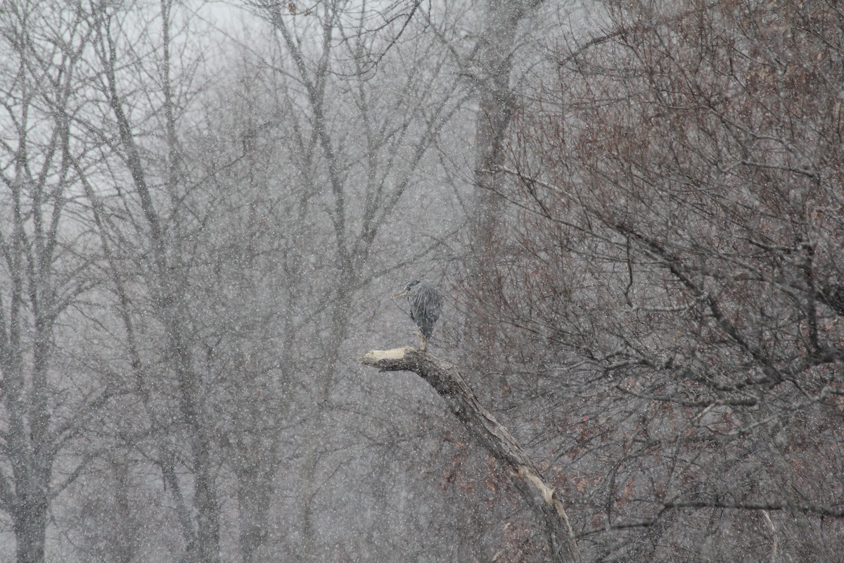 Great Blue Heron - ML646458461