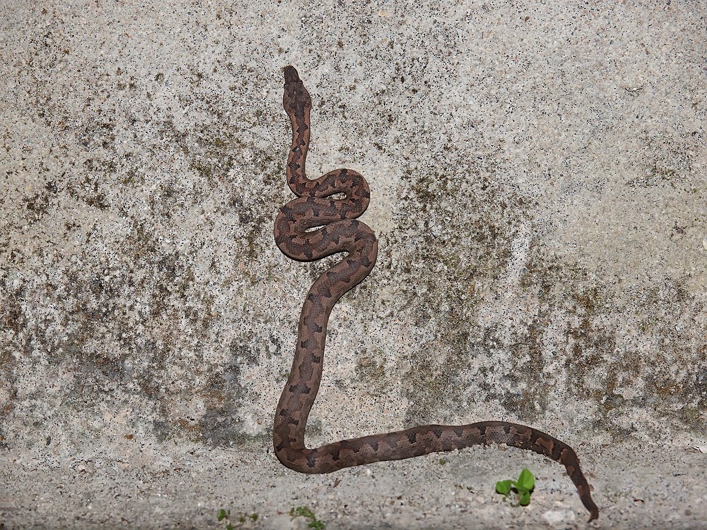 Halmahera Python - ML646458463