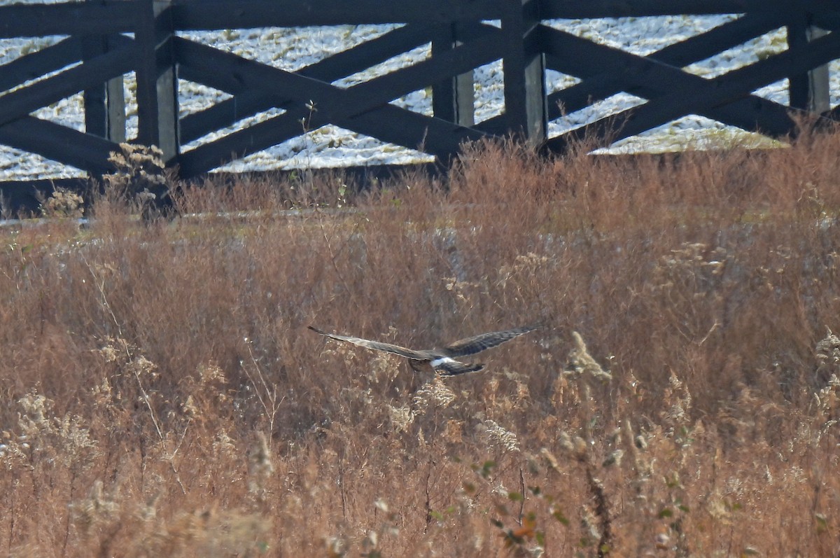 アメリカハイイロチュウヒ - ML646458466