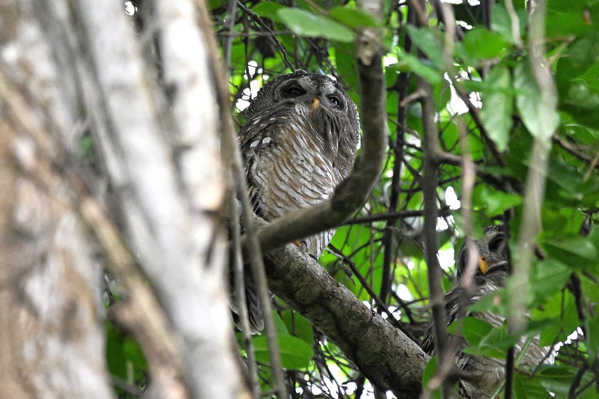 Африканская неясыть - ML646458467