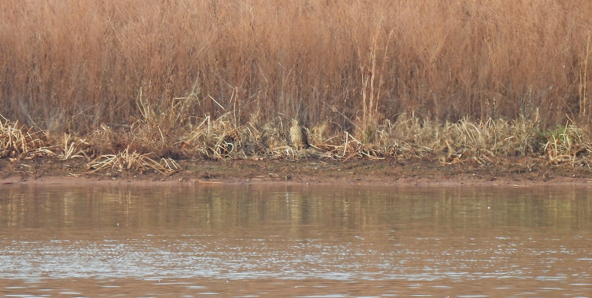 アメリカハイイロチュウヒ - ML646458468