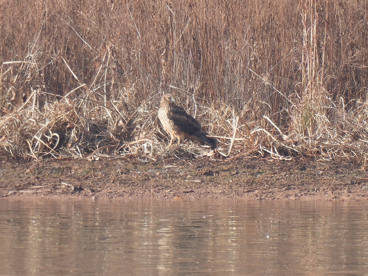 アメリカハイイロチュウヒ - ML646458469