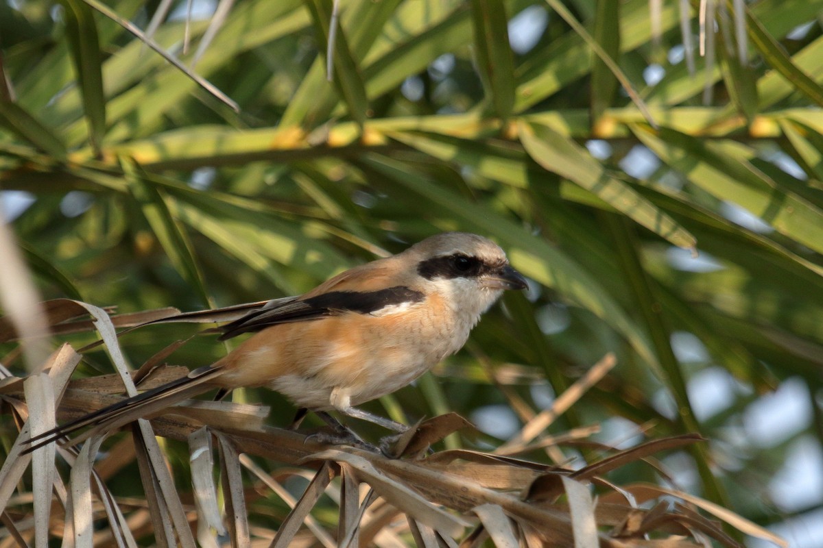 Алаг дунхай - ML646458470