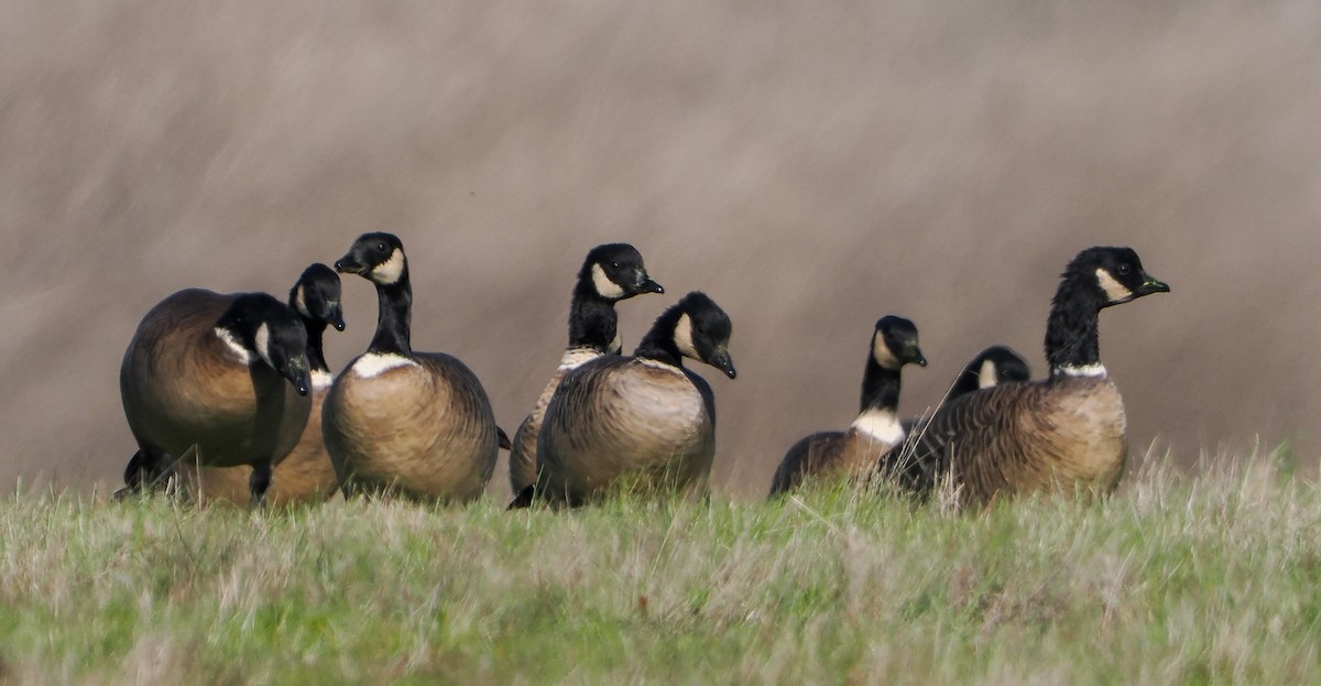 Cackling Goose - ML646458471