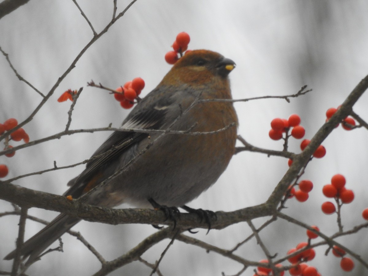 Camachuelo Picogrueso - ML646458476