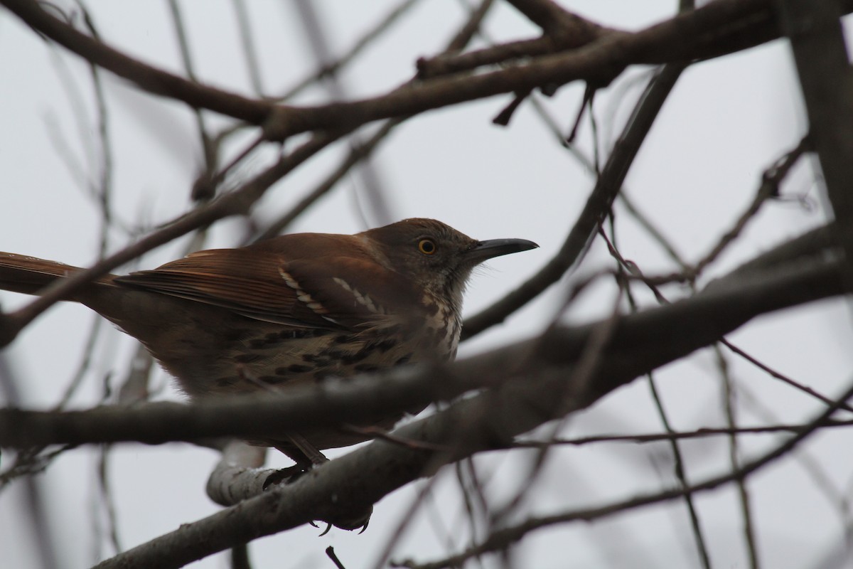 Kahverengi Çöpçü - ML646458479