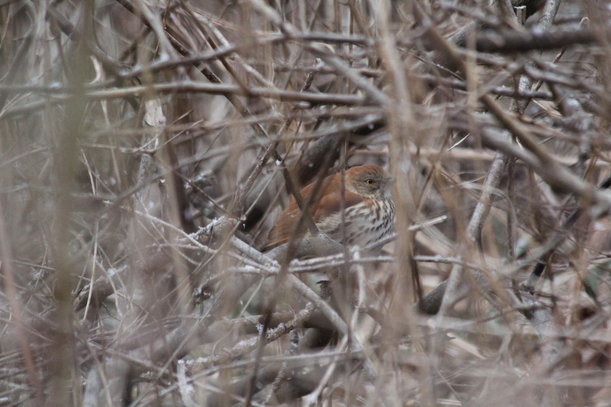 Kahverengi Çöpçü - ML646458480