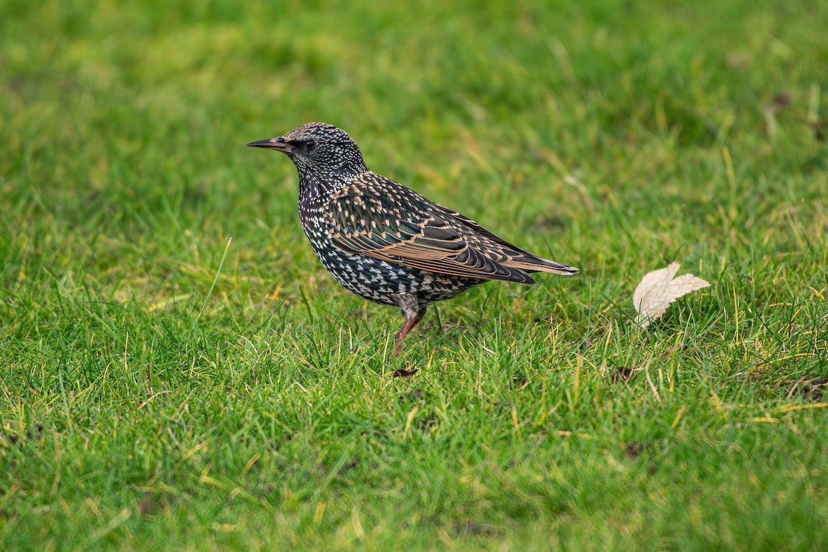 European Starling - ML646458483