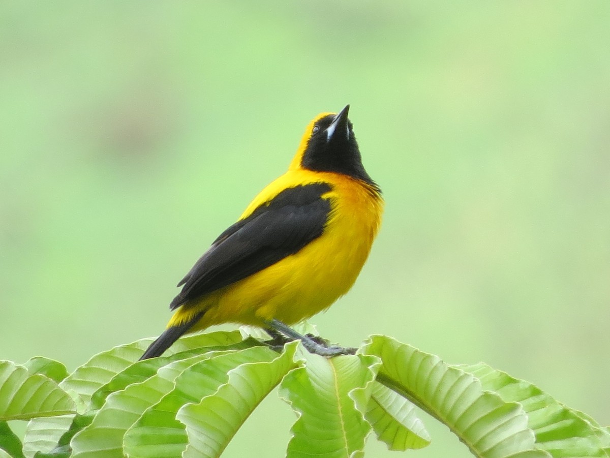 Yellow-backed Oriole - ML646458484