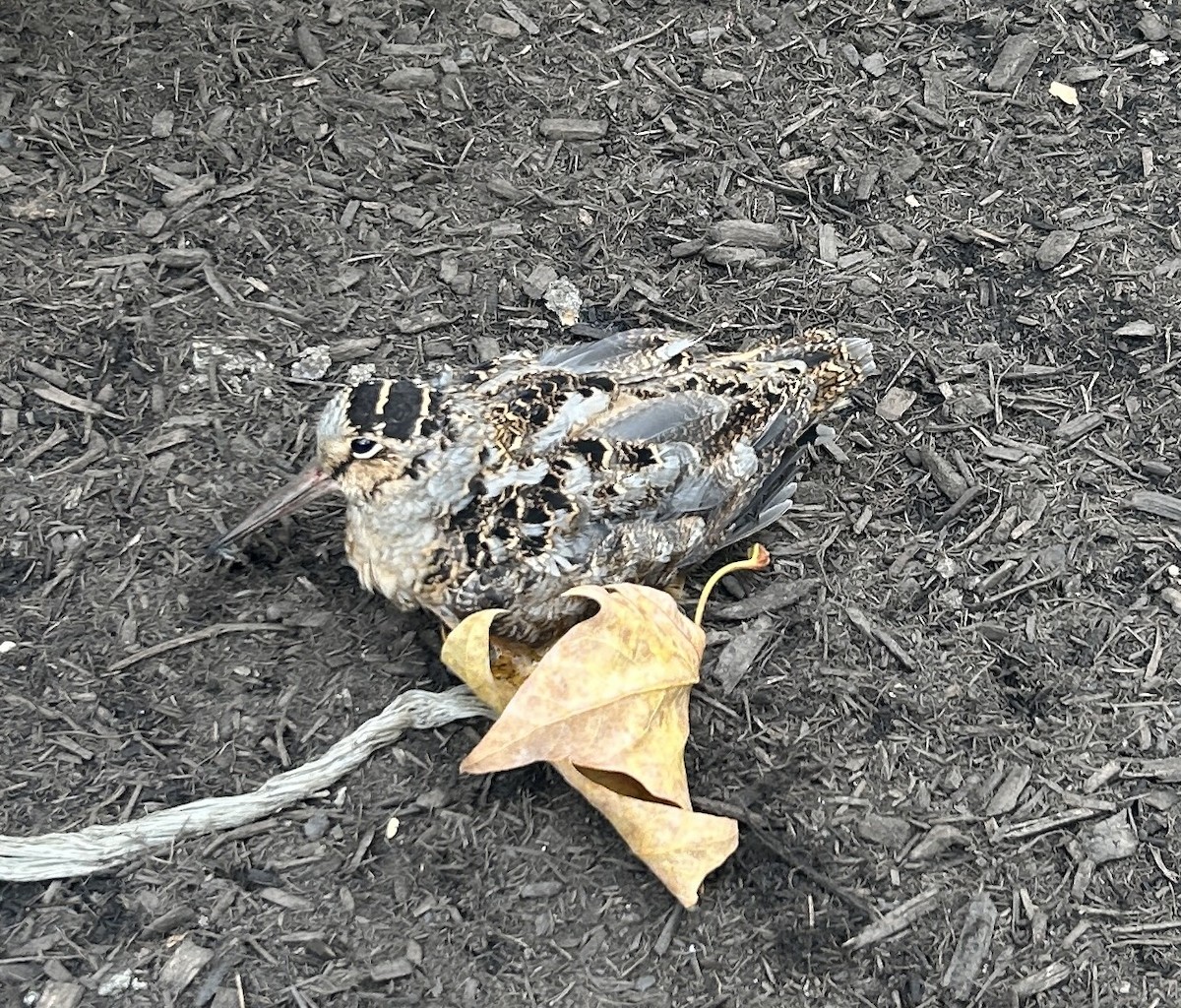 American Woodcock - ML646458486