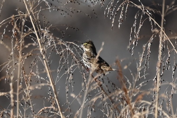 Savannah Sparrow - ML646458487